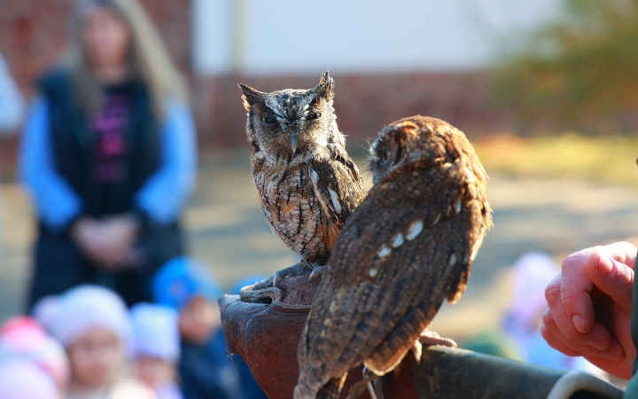 Ragadozó madarak az ovisok fölött - fotó: Ragadozó madarak az ovisok fölött - fotó: