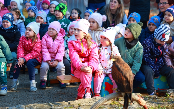 Ragadozó madarak az ovisok fölött - fotó: Ragadozó madarak az ovisok fölött - fotó:
