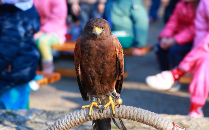 Ragadozó madarak az ovisok fölött - fotó: Ragadozó madarak az ovisok fölött - fotó: