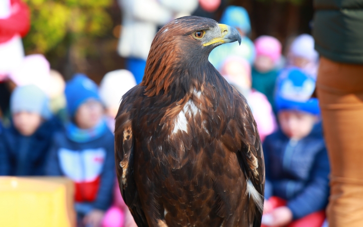 Ragadozó madarak az ovisok fölött - fotó: Ragadozó madarak az ovisok fölött - fotó: