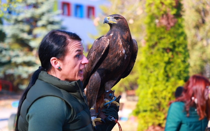 Ragadozó madarak az ovisok fölött - fotó: Ragadozó madarak az ovisok fölött - fotó: