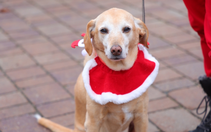 I. Családi Mikulásfutás - fotó: 