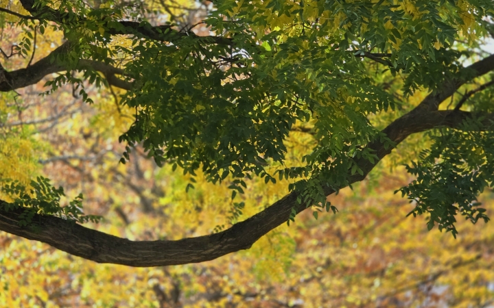 "Dunaújváros fái a négy évszakban" - őszi ciklus  - fotó: 