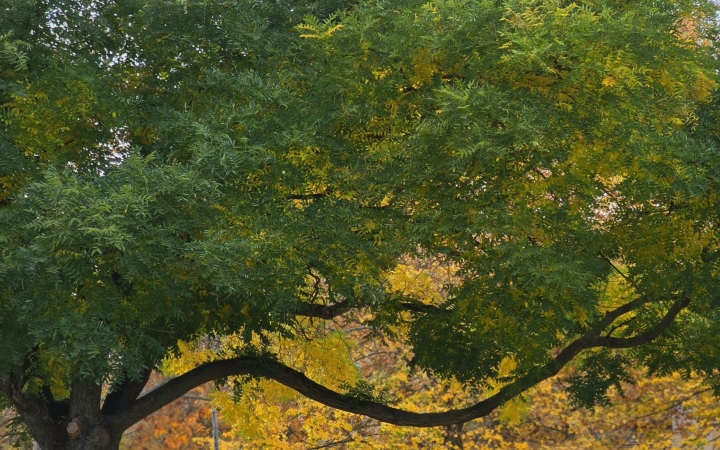 "Dunaújváros fái a négy évszakban" - őszi ciklus  - fotó: 