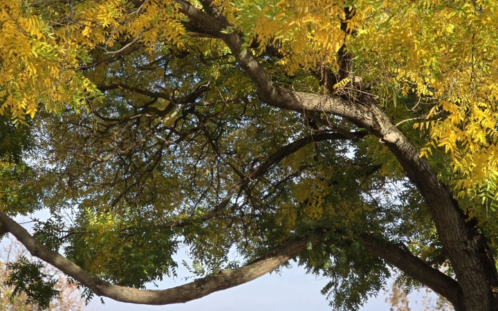 "Dunaújváros fái a négy évszakban" - őszi ciklus  - fotó: 