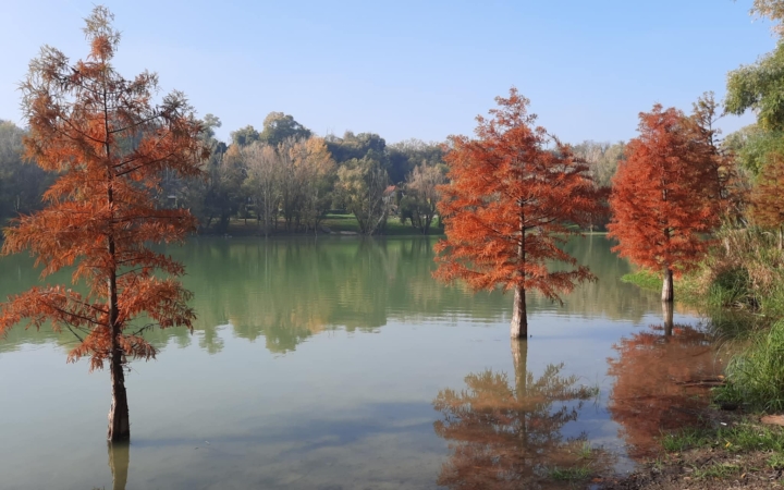 "Dunaújváros fái a négy évszakban" - őszi ciklus  - fotó: 