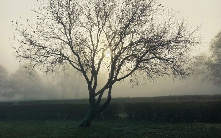 "Dunaújváros fái a négy évszakban" - őszi ciklus  - fotó: 