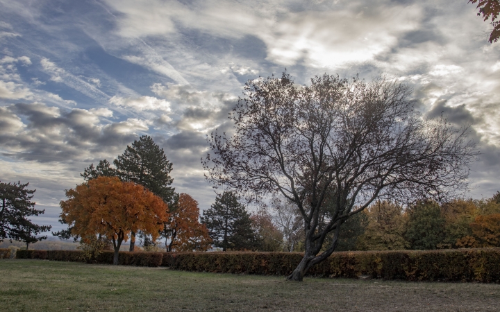 "Dunaújváros fái a négy évszakban" - őszi ciklus  - fotó: 