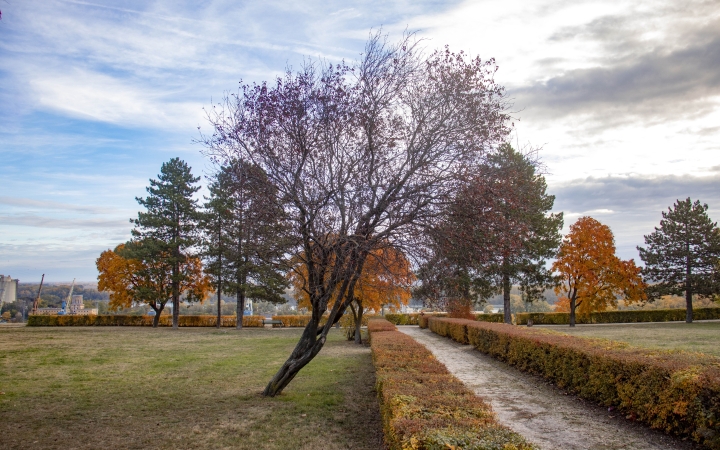 "Dunaújváros fái a négy évszakban" - őszi ciklus  - fotó: 