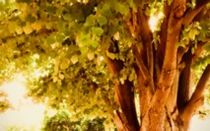 "Dunaújváros fái a négy évszakban" - őszi ciklus  - fotó: 