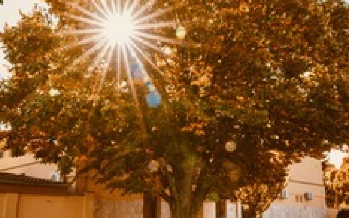 "Dunaújváros fái a négy évszakban" - őszi ciklus  - fotó: 