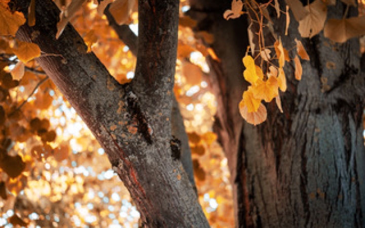 "Dunaújváros fái a négy évszakban" - őszi ciklus  - fotó: 