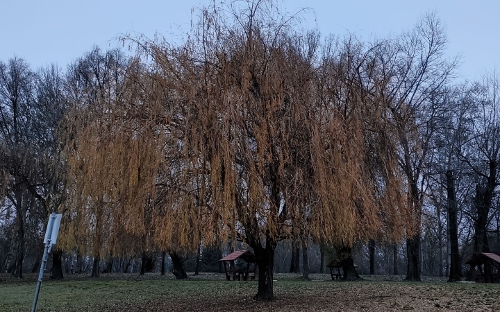 "Dunaújváros fái a négy évszakban" - őszi ciklus  - fotó: 