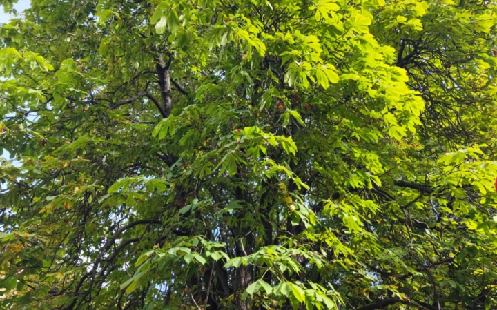 "Dunaújváros fái a négy évszakban" - őszi ciklus  - fotó: 