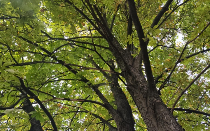 "Dunaújváros fái a négy évszakban" - őszi ciklus  - fotó: 