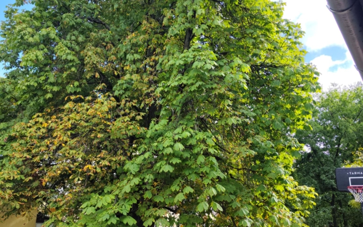 "Dunaújváros fái a négy évszakban" - őszi ciklus  - fotó: 