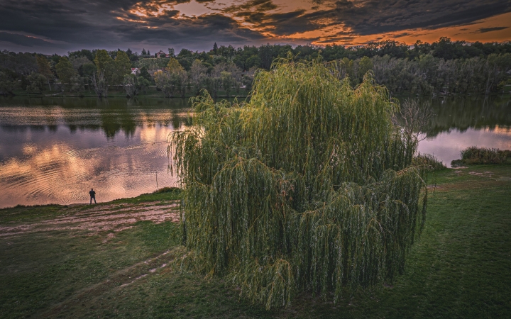 "Dunaújváros fái a négy évszakban" - őszi ciklus  - fotó: 