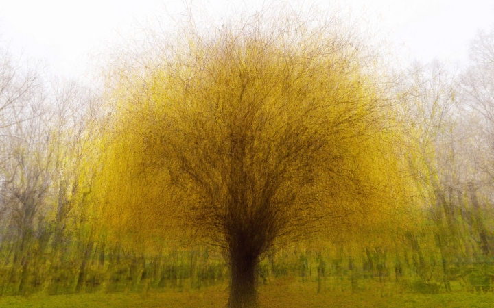 "Dunaújváros fái a négy évszakban" - őszi ciklus  - fotó: 