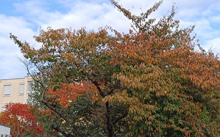 "Dunaújváros fái a négy évszakban" - őszi ciklus  - fotó: 