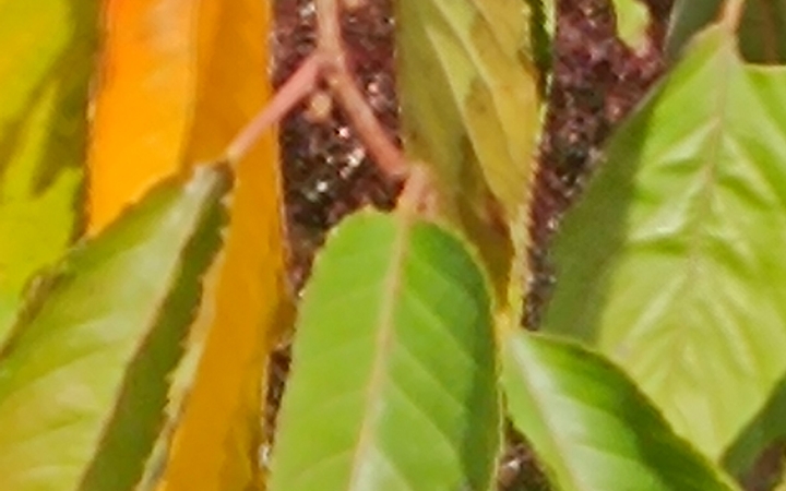 "Dunaújváros fái a négy évszakban" - őszi ciklus  - fotó: 