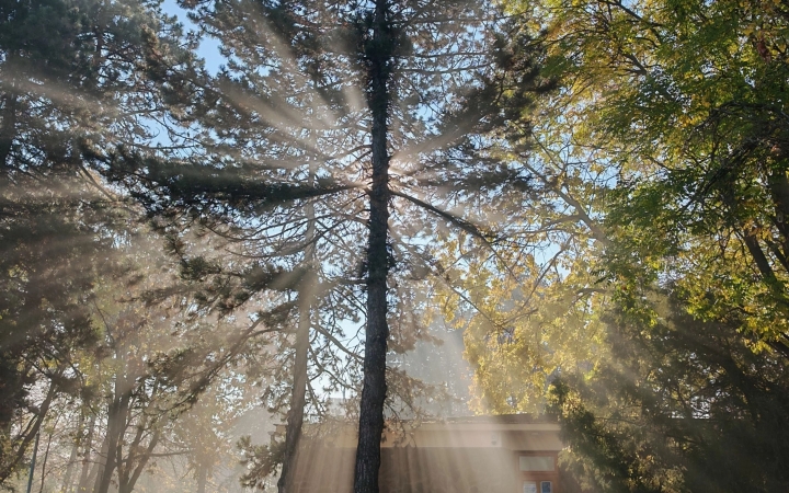 "Dunaújváros fái a négy évszakban" - őszi ciklus  - fotó: 