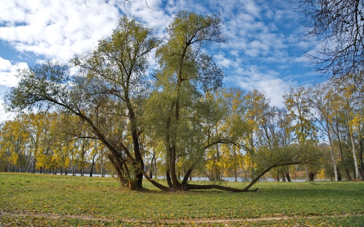 "Dunaújváros fái a négy évszakban" - őszi ciklus  - fotó: 