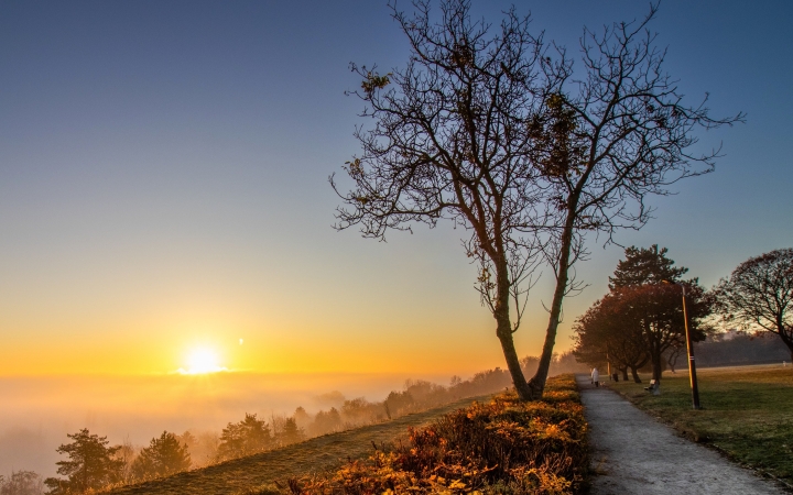 "Dunaújváros fái a négy évszakban" - őszi ciklus  - fotó: 