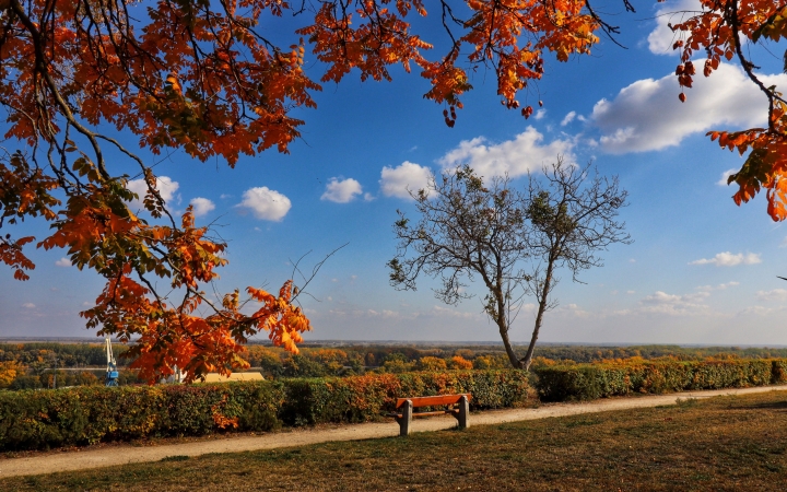 "Dunaújváros fái a négy évszakban" - őszi ciklus  - fotó: 