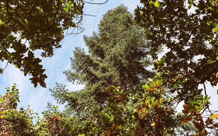 "Dunaújváros fái a négy évszakban" - őszi ciklus  - fotó: 