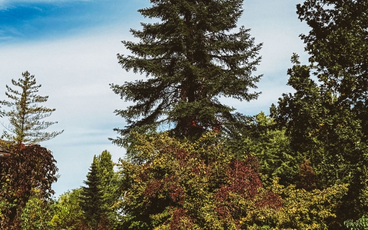 "Dunaújváros fái a négy évszakban" - őszi ciklus  - fotó: 
