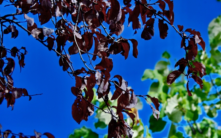 "Dunaújváros fái a négy évszakban" - őszi ciklus  - fotó: 