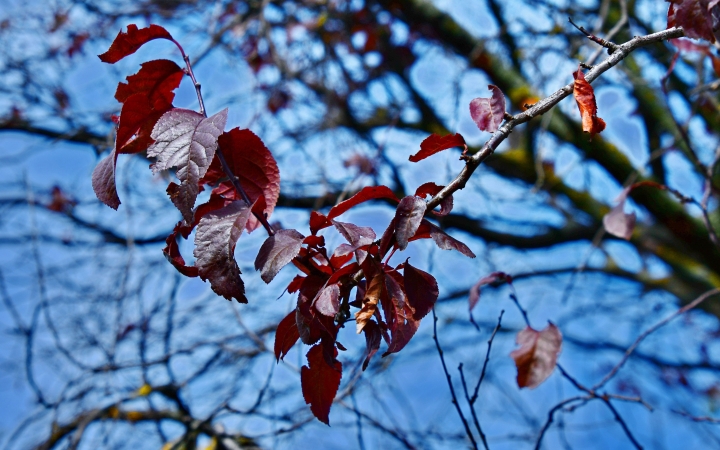 "Dunaújváros fái a négy évszakban" - őszi ciklus  - fotó: 