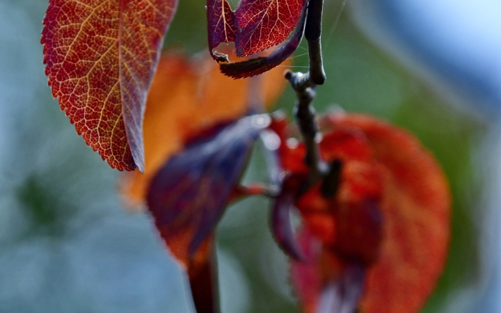 "Dunaújváros fái a négy évszakban" - őszi ciklus  - fotó: 