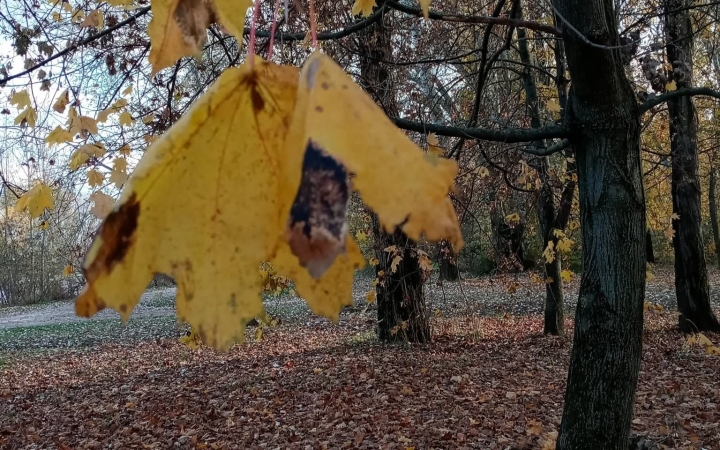 "Dunaújváros fái a négy évszakban" - őszi ciklus  - fotó: 