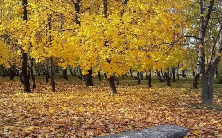 "Dunaújváros fái a négy évszakban" - őszi ciklus  - fotó: 