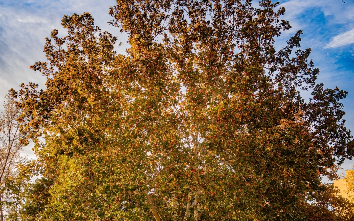 "Dunaújváros fái a négy évszakban" - őszi ciklus  - fotó: 