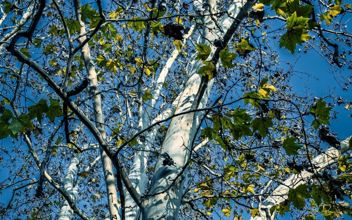 "Dunaújváros fái a négy évszakban" - őszi ciklus  - fotó: 