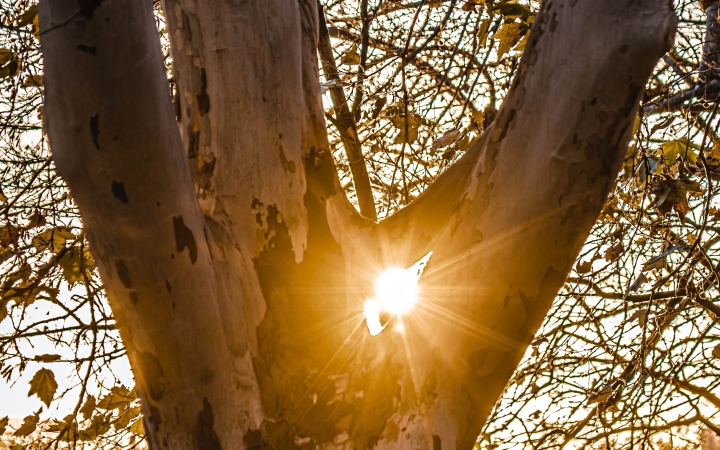 "Dunaújváros fái a négy évszakban" - őszi ciklus  - fotó: 