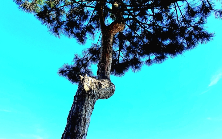 "Dunaújváros fái a négy évszakban" - őszi ciklus  - fotó: 