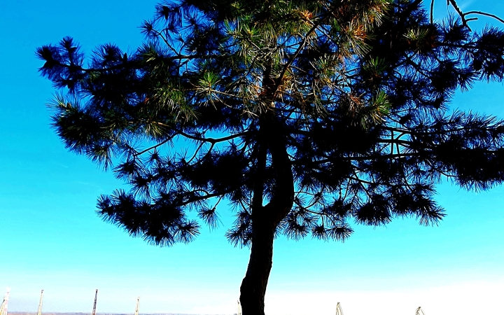 "Dunaújváros fái a négy évszakban" - őszi ciklus  - fotó: 