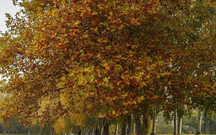 "Dunaújváros fái a négy évszakban" - őszi ciklus  - fotó: 