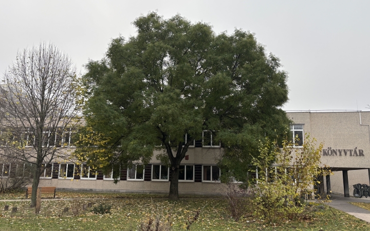 "Dunaújváros fái a négy évszakban" - őszi ciklus  - fotó: 