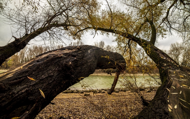 "Dunaújváros fái a négy évszakban" - őszi ciklus  - fotó: 