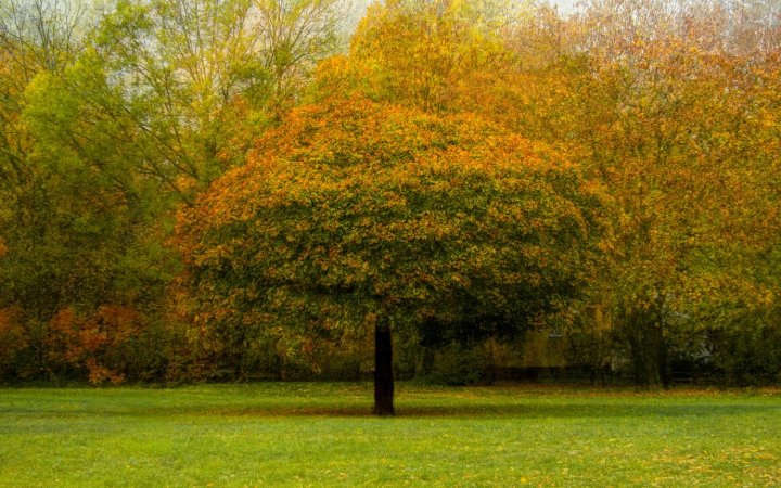 "Dunaújváros fái a négy évszakban" - őszi ciklus  - fotó: 