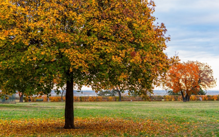 "Dunaújváros fái a négy évszakban" - őszi ciklus  - fotó: 
