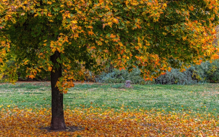 "Dunaújváros fái a négy évszakban" - őszi ciklus  - fotó: 
