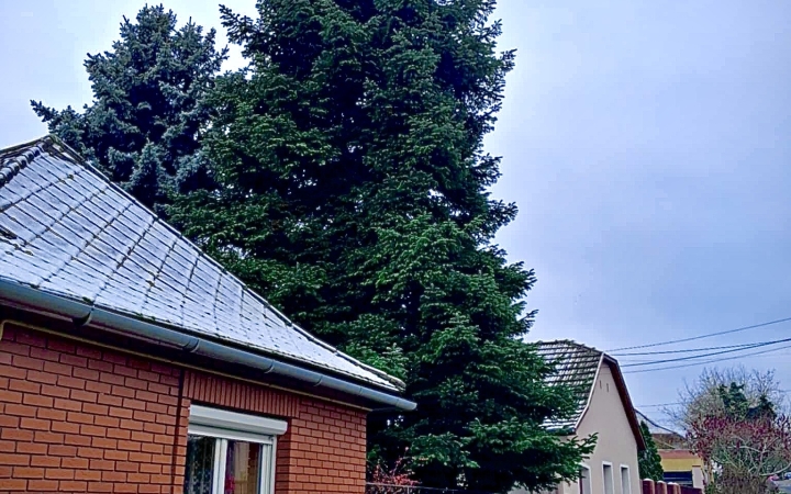 "Dunaújváros fái a négy évszakban" - őszi ciklus  - fotó: 