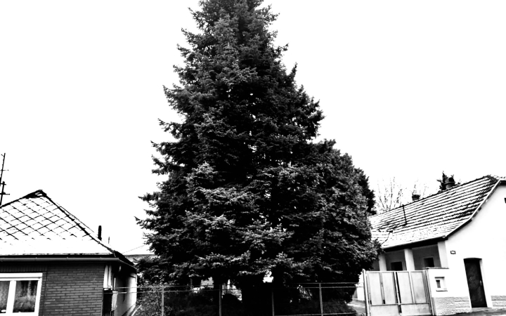 "Dunaújváros fái a négy évszakban" - őszi ciklus  - fotó: 