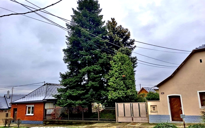 "Dunaújváros fái a négy évszakban" - őszi ciklus  - fotó: 