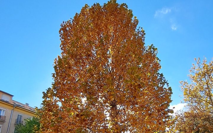 "Dunaújváros fái a négy évszakban" - őszi ciklus  - fotó: 